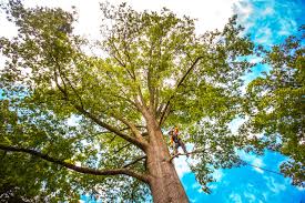 Best Tree Maintenance Programs  in Guthrie Center, IA